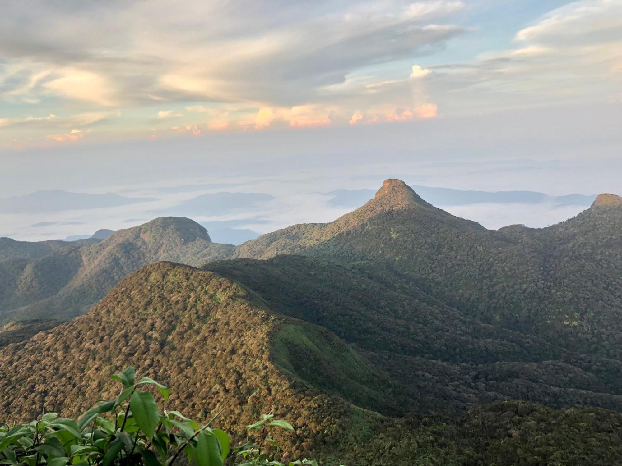 Hotel Mango Tree Nearest Adam'S Peak Nallathanniya Zewnętrze zdjęcie